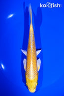 7.25" YAMABUKI OGON