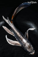 9.25" BENI KIKOKURYU BUTTTERFLY