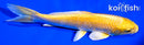 7.25" YAMABUKI OGON