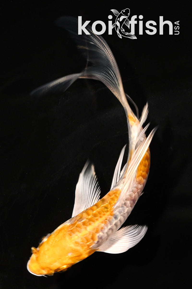 5" ARAGOKE HARIWAKE BUTTERFLY