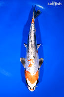 11" BENI KIKOKURYU