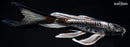 9.25" BENI KIKOKURYU BUTTTERFLY