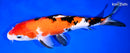 11.5" SANKE