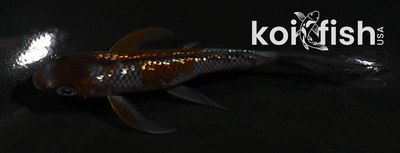 4.5" GINRIN OCHIBA SHIGURE BUTTERFLY