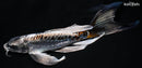 9.25" BENI KIKOKURYU BUTTTERFLY