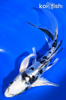 6.75" DOITSU GIN SHIRO BEKKO BUTTERFLY