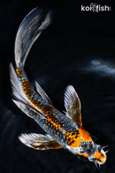 9" BENI GINGA BUTTERFLY