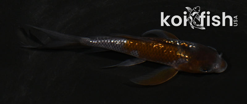 4.5" GINRIN OCHIBA SHIGURE BUTTERFLY