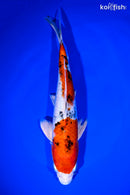 9.75" YAMATO NISHIKI