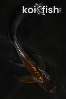 4.5" GINRIN OCHIBA SHIGURE BUTTERFLY