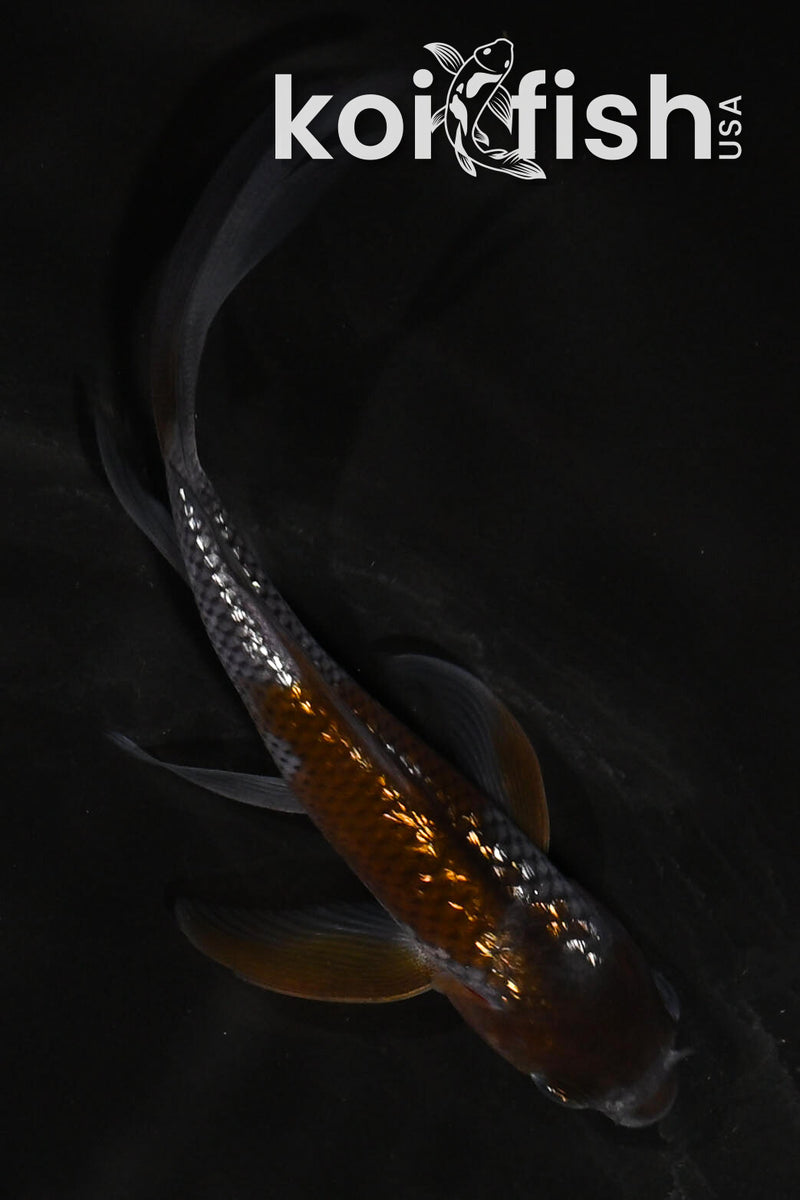 4.5" GINRIN OCHIBA SHIGURE BUTTERFLY