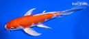 6.75" HARIWAKE BUTTERFLY