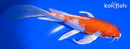 6.75" HARIWAKE BUTTERFLY