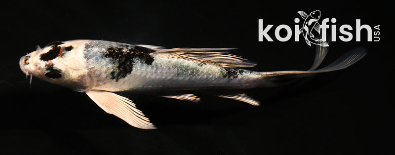 5" YAMATO NISHIKI BUTTERFLY
