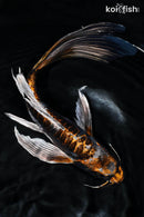10.25" BENI KIKOKURYU BUTTERFLY