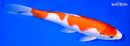 10.5" SANDAN KOHAKU
