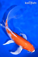 6.75" HARIWAKE BUTTERFLY
