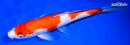 10.5" SANDAN KOHAKU