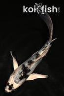 5" YAMATO NISHIKI BUTTERFLY