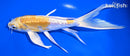 7" DOITSU LEMON HARIWAKE BUTTERFLY