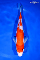 10.5" SANDAN KOHAKU