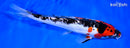 9.25" DOITSU GOSHIKI