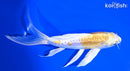 7" DOITSU LEMON HARIWAKE BUTTERFLY