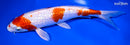 9" GINRIN HARIWAKE