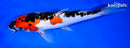 9.25" DOITSU GOSHIKI