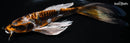 10.25" BENI KIKOKURYU BUTTERFLY