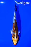 6.75" KUJAKU