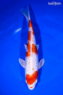 9" GINRIN HARIWAKE