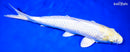 11.5" LEMON HARIWAKE