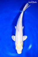 11.5" LEMON HARIWAKE