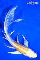 7" DOITSU LEMON HARIWAKE BUTTERFLY