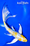 9.5" KUJAKU BUTTERFLY