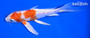 7" KIKUSUI BUTTERLY