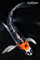 8.75"  BENI KIKOKURYU BUTTERFLY