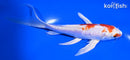 7" KIKUSUI BUTTERLY