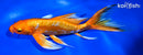 9" ORENJI OGON BUTTERFLY