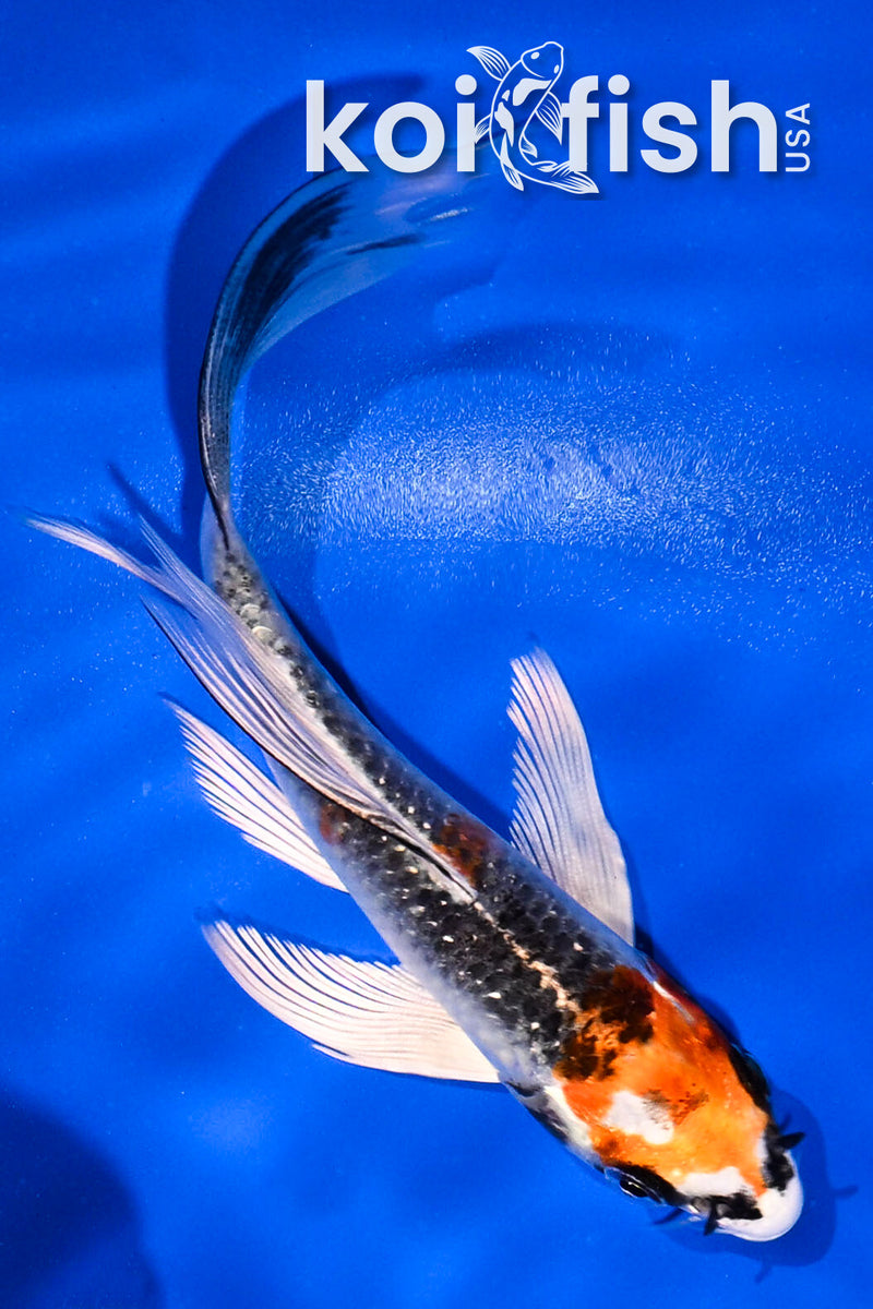 5" KUJAKU BUTTERFLY