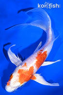 7" KIKUSUI BUTTERLY