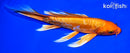 9" ORENJI OGON BUTTERFLY