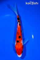 6.75" SANKE