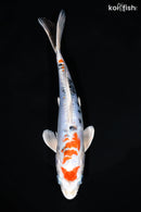 9.25" HEISEI NISHIKI