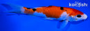 6.75" SANKE