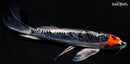 8.75"  BENI KIKOKURYU BUTTERFLY