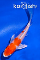 4" HARIWAKE BUTTERFLY