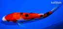 6.75" SANKE