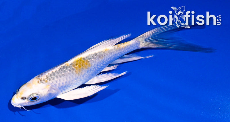 5.5" KUJAKU BUTTERFLY